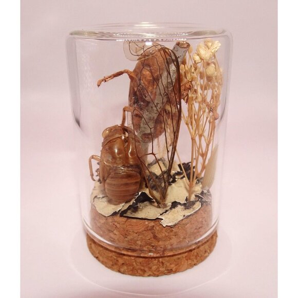 Two Cicada Skins Wing Sweetgum Ball lycan & Oddity Jar goth witchy taxidermy - Picture 6 of 13